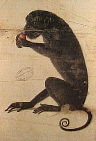 MACACO . In: ENCICLOPÉDIA Itaú Cultural de Arte e Cultura Brasileiras. São Paulo: Itaú Cultural, 2018. Disponível em: . Acesso em: 28 de Fev. 2018. Verbete da Enciclopédia. ISBN: 978-85-7979-060-7