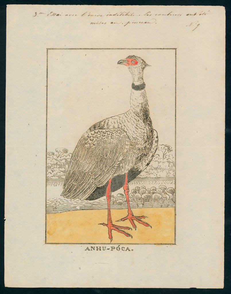 Anhupoca - Hercule Florence